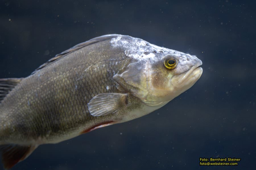 Zoo Vienna - Tiergarten Sch�nbrunn, Oktober 2023