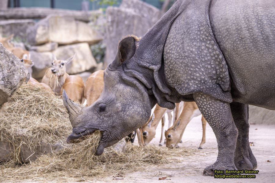 Zoo Vienna - Tiergarten Sch�nbrunn, Oktober 2023