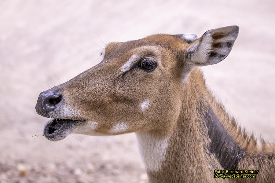 Zoo Vienna - Tiergarten Sch�nbrunn, Oktober 2023