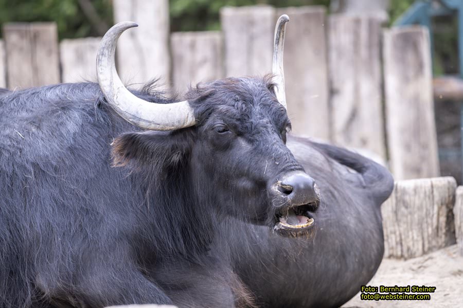 Zoo Vienna - Tiergarten Sch�nbrunn, Oktober 2023