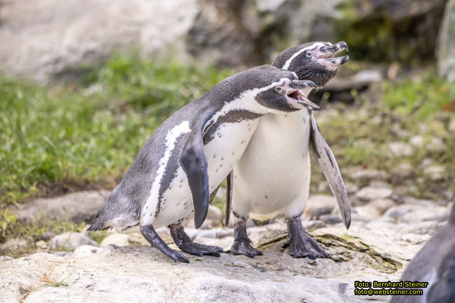 Zoo Vienna - Tiergarten Sch�nbrunn, Oktober 2023