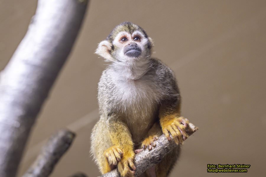 Zoo Vienna - Tiergarten Sch�nbrunn, Oktober 2023