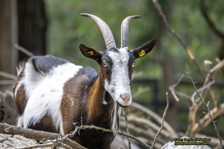 Zoo Vienna - Tiergarten Sch�nbrunn, Oktober 2023