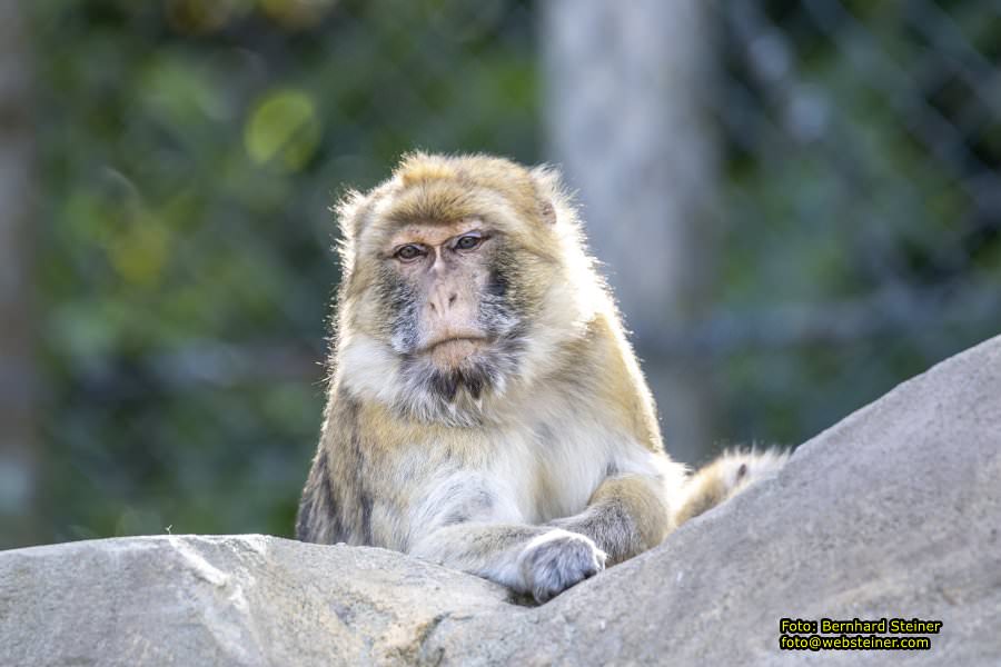 Zoo Vienna - Tiergarten Sch�nbrunn, Oktober 2023