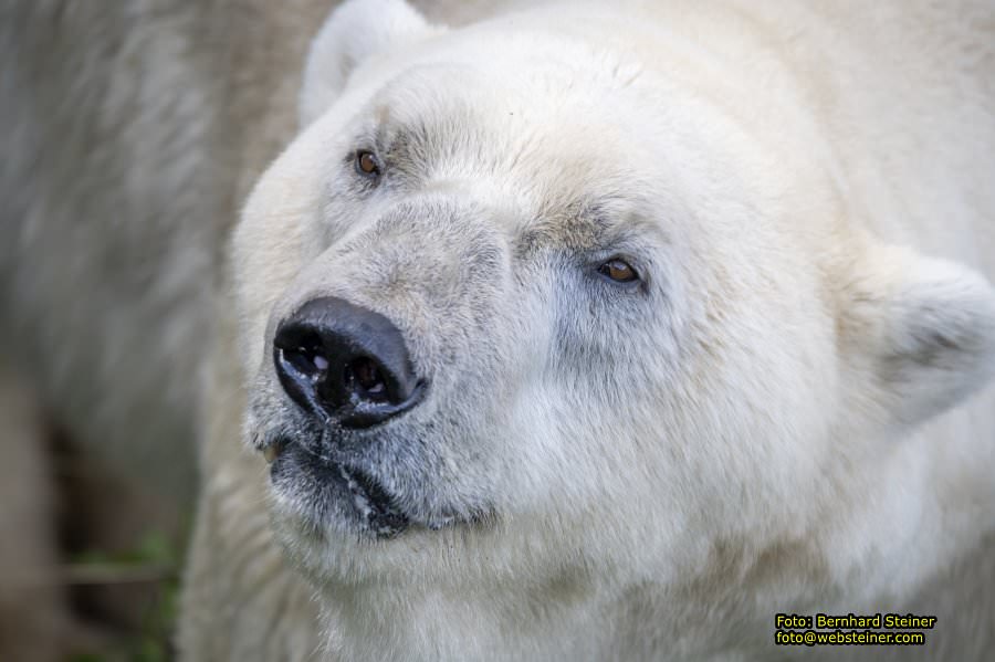 Zoo Vienna - Tiergarten Sch�nbrunn, Oktober 2023