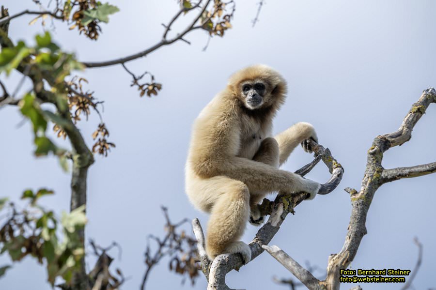 Zoo Vienna - Tiergarten Sch�nbrunn, Oktober 2023