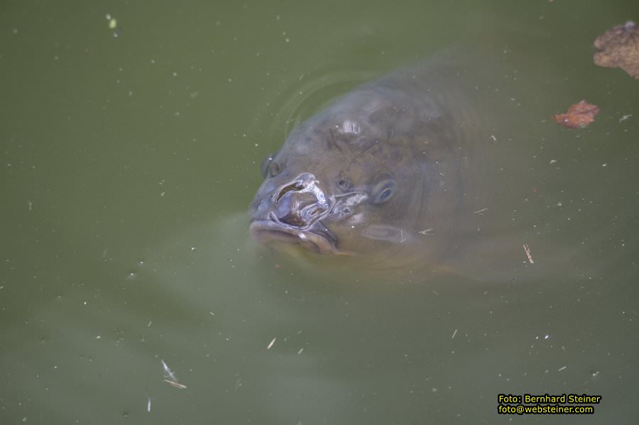 Zoo Vienna - Tiergarten Sch�nbrunn, Oktober 2023
