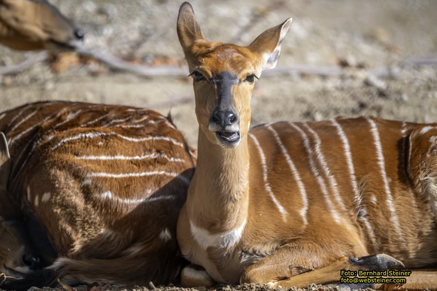 Zoo Vienna - Tiergarten Sch�nbrunn, Oktober 2023