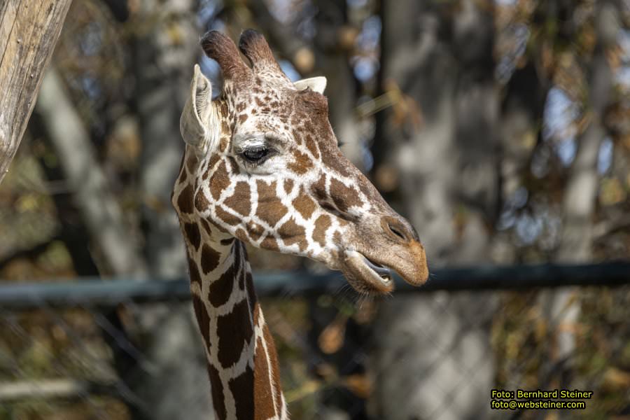 Zoo Vienna - Tiergarten Sch�nbrunn, Oktober 2023
