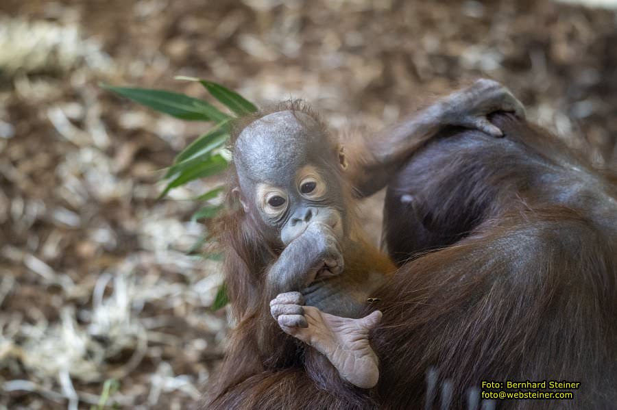 Zoo Vienna - Tiergarten Sch�nbrunn, Oktober 2023