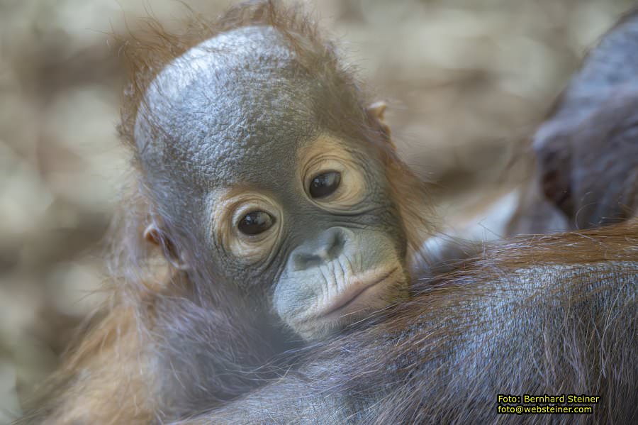 Zoo Vienna - Tiergarten Sch�nbrunn, Oktober 2023