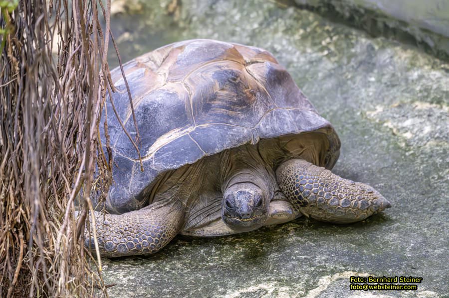 Zoo Vienna - Tiergarten Sch�nbrunn, Oktober 2023