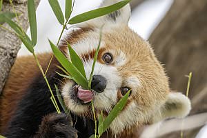 Projekt: Zoo Vienna - Tiergarten Sch�nbrunn, Oktober 2024